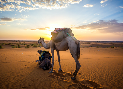 5 Days desert Tour  from Ouarzazate to Marrakech