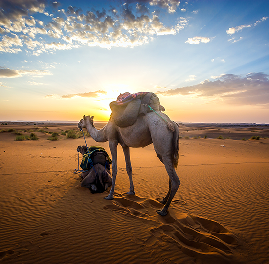 5 Days desert Tour  from Ouarzazate to Marrakech