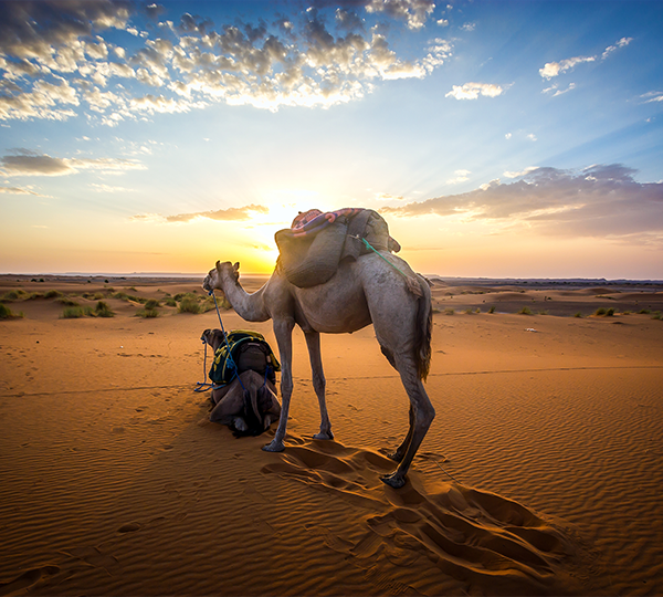 5 Days desert Tour  from Ouarzazate to Marrakech